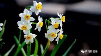 抖音爆料娱乐圈水仙花,揭秘明星自恋背后的真相 第1张 抖音爆料娱乐圈水仙花,揭秘明星自恋背后的真相 第1张