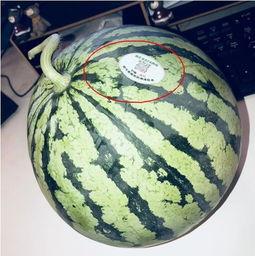 常州网红吃瓜 第1张 常州网红吃瓜 第1张